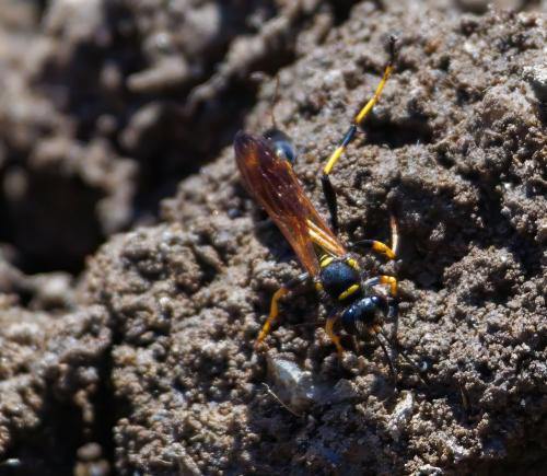 Réf. 329 242 : Sceliphron caementarium