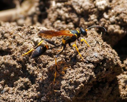 Réf. 329 241 : Sceliphron caementarium