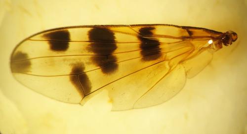 Ceroxys hortulana