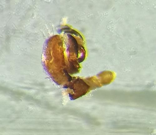 Ceratinella sp.