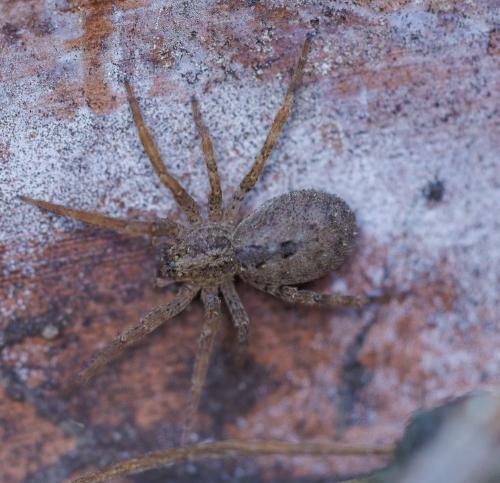 Zoropsis spinimana