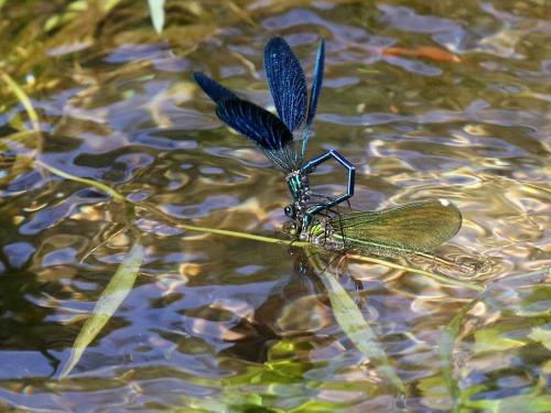 Réf. 329 046 : Calopteryx sp.