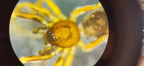 Phrurolithus minimus