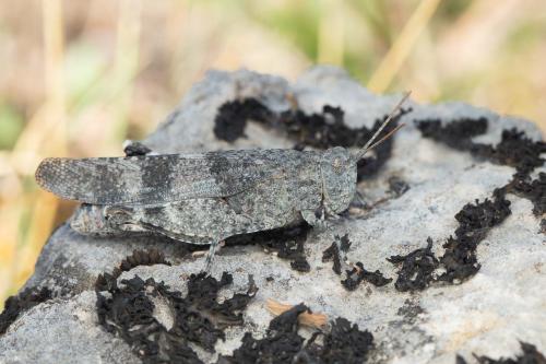 Réf. 329 825 : Oedipoda germanica germanica