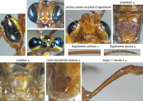 Enicospilus cerebrator