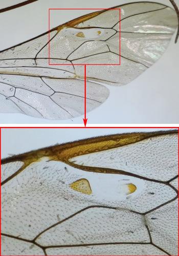Enicospilus cerebrator