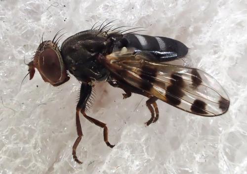 Réf. 329 209 : Ceroxys hortulana