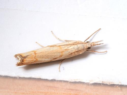 Réf. 329 808 : Agriphila geniculea