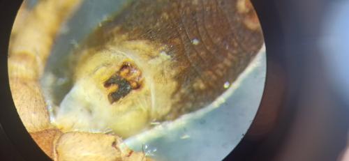 Réf. 329 985 : Agroeca sp.
