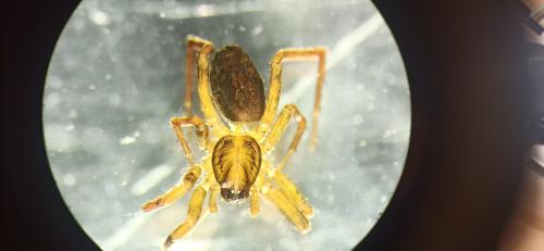 Réf. 329 984 : Agroeca sp.