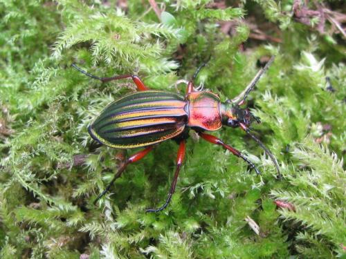 Carabus auronitens
