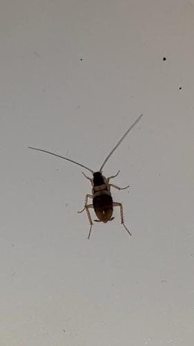Réf. 329 240 : Supella longipalpa