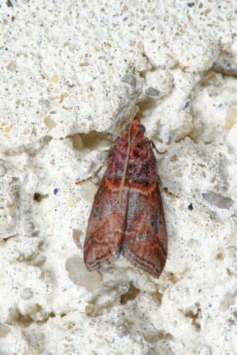 Réf. 329 452 : Acrobasis advenella