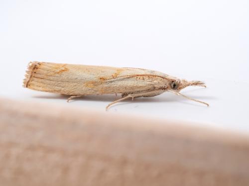 Réf. 329 809 : Agriphila geniculea