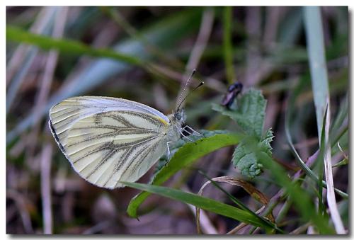 Pieris napi