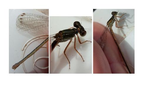 Ceriagrion tenellum