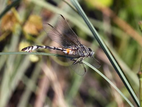 Réf. 329 645 : Lindenia tetraphylla