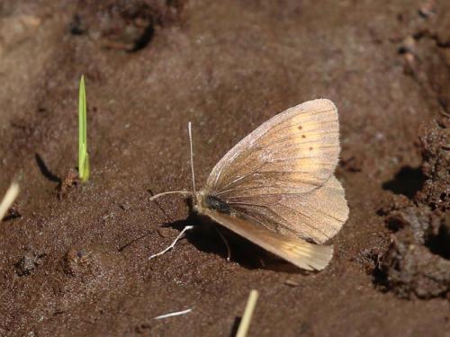 Erebia epiphron