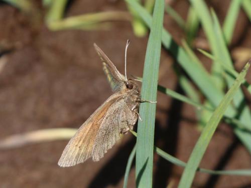 Erebia epiphron