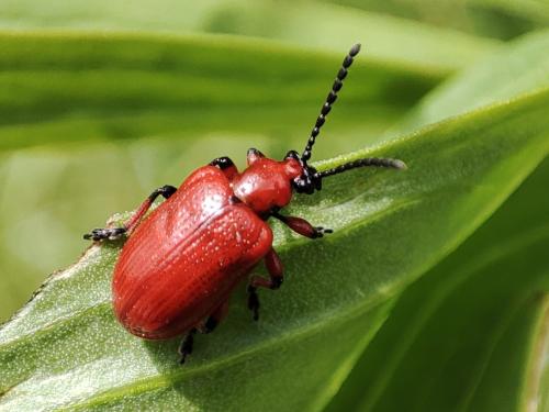 Lilioceris sp.