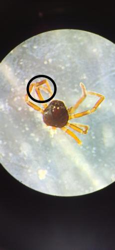 Ceratinella sp.