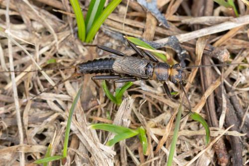 Réf. 329 087 : Perlodes microcephalus