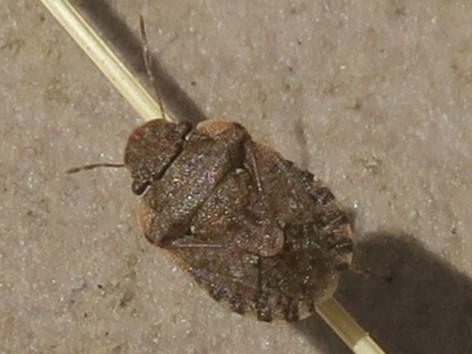 Réf. 329 542 : Sciocoris sideritidis