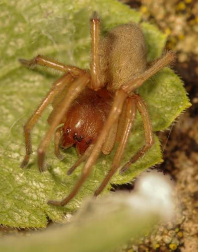 Réf. 329 023 : Cheiracanthium punctorium