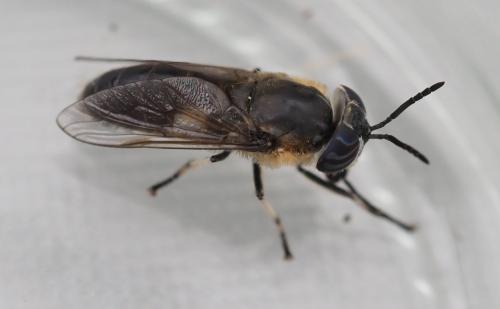 Réf. 329 388 : Heptatoma pellucens
