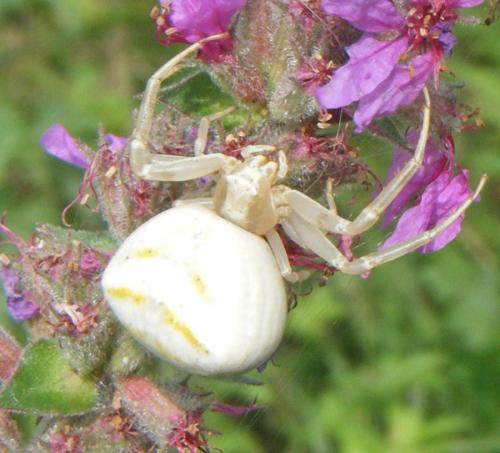 Réf. 329 285 : Thomisus onustus