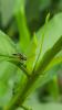 329048 – Photo : valentin nicolas – France (44)