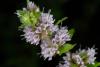 329580 – Photo : Michel Renou – France (91)