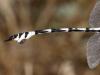 329729 – Photo : D.Mouchené – Croatie