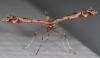 329945 – Photo : Arthropa - Benoit Martha – France (71)