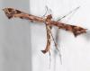329944 – Photo : Arthropa - Benoit Martha – France (71)