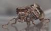 329940 – Photo : Arthropa - Benoit Martha – France (71)