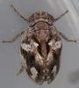329941 – Photo : Arthropa - Benoit Martha – France (71)