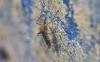 329976 – Photo : Numayta – France (68)