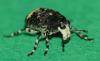 329935 – Photo : Denis Poirier – France (74)