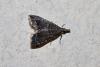329688 – Photo : Thierry Madigou – France (35)