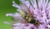 329376 – Photo : Christian Berquer – France (29)
