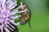 329379 – Photo : Christian Berquer – France (29)
