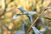 329740 – Photo : Numayta – France (68)