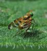 329311 – Photo : Oryctes – France (59)