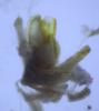 Cylindroiulus sp.