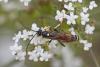 329596 – Photo : Marc Solari – France (68)