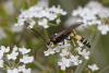329595 – Photo : Marc Solari – France (68)