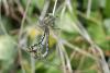 329184 – Photo : Lionel Casset – France (84)