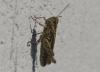 329711 – Photo : Georges ROCA FILELLA – France (74)