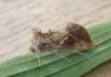 329610 – Photo : Dominique THAUVIN – France (45)